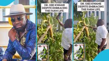 Despite dresses like church elder while farming with cutlass, chops down platain
