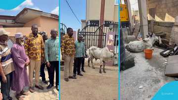 John Dumelo donates cattle to various mosques in Ayawaso West as part of Eid al-Adha celebrations